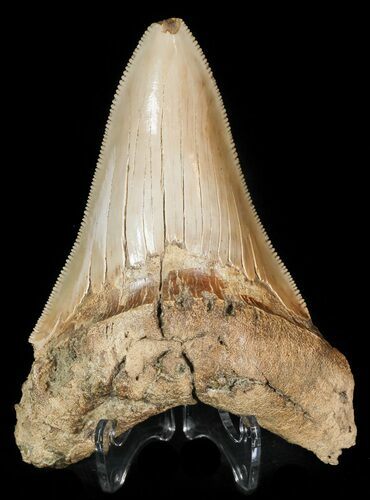 Serrated Fossil Megalodon Tooth #45822